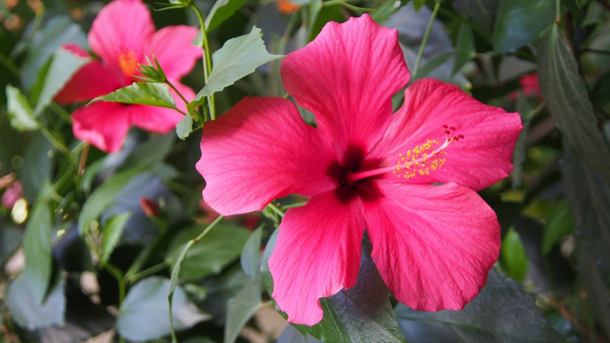 Deep pink hibiscus flower with dark pink flower-shaped center