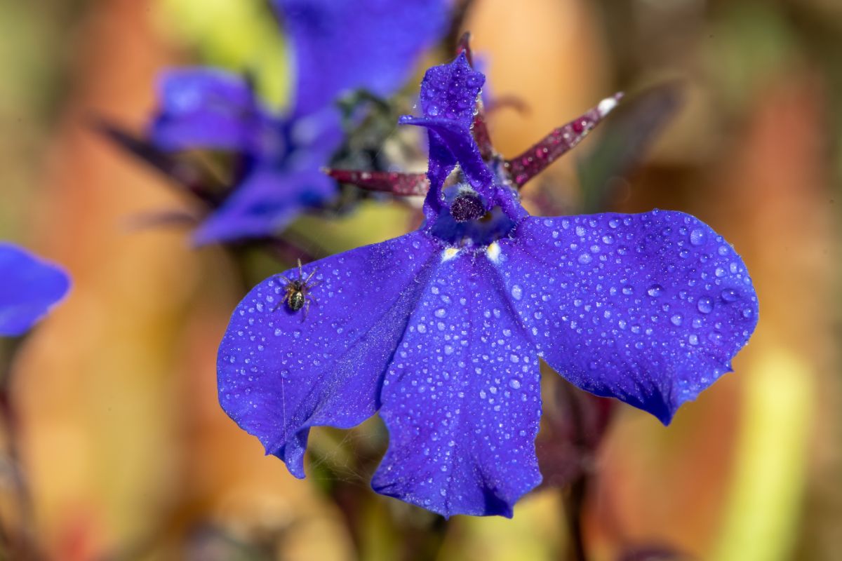 A spider crawling on a purple lobelia flower