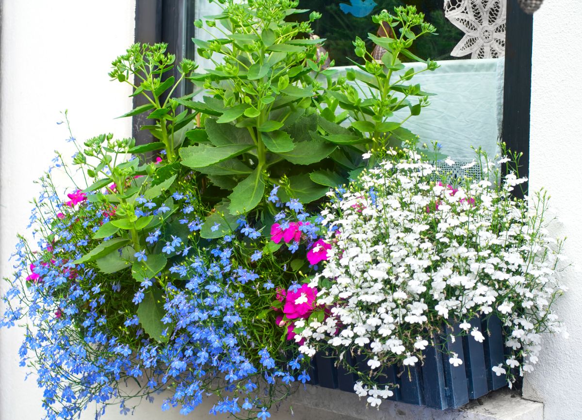 Different colored lobelia plants in window boxes with companion plants