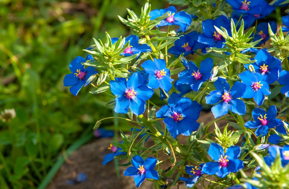 Purple five-petaled lobelia flowers