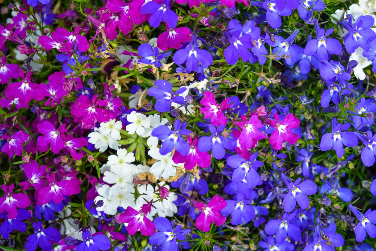 Mixed colors and varieties of lobelia