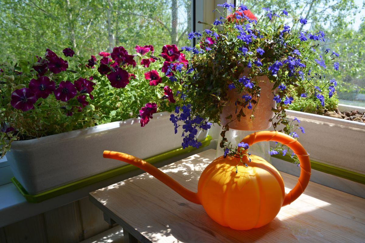 A thriving potted purple lobelia