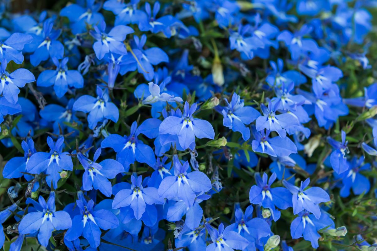 Closeup of purple lobelia flowers