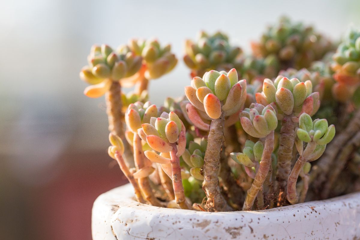 Sedum plant in a container that looks like flowers on a stem