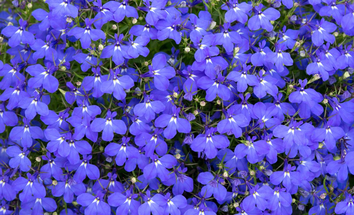 A mat of dark periwinkle purple lobelia flowers