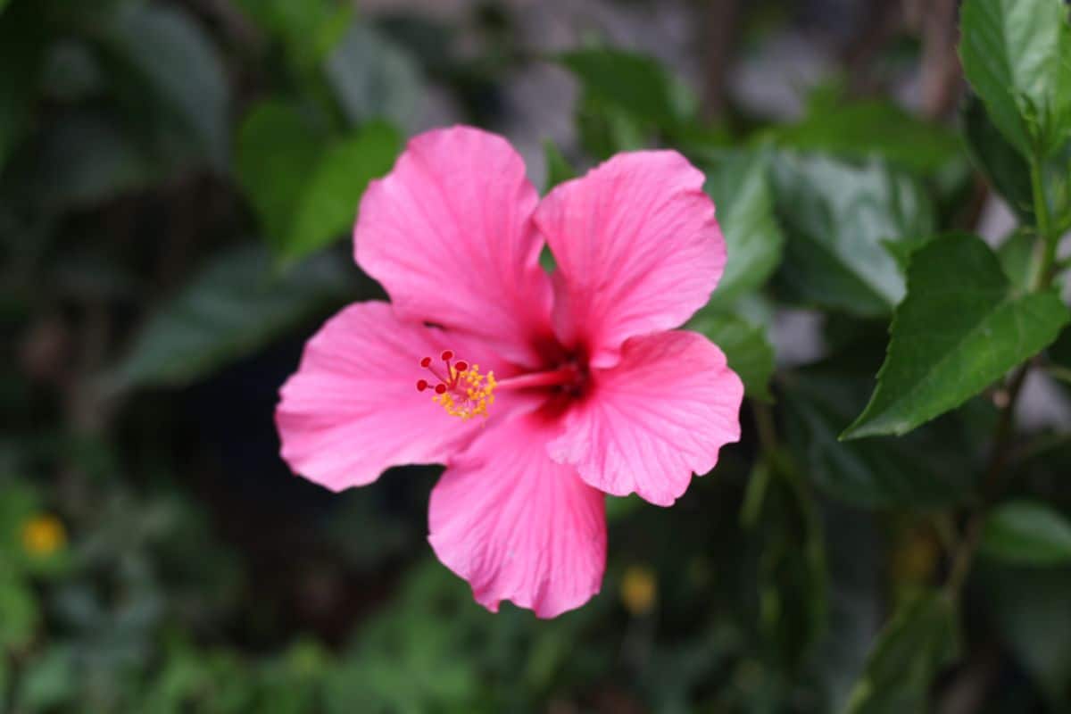 Pink hibiscus flower with yellow and pink stamen