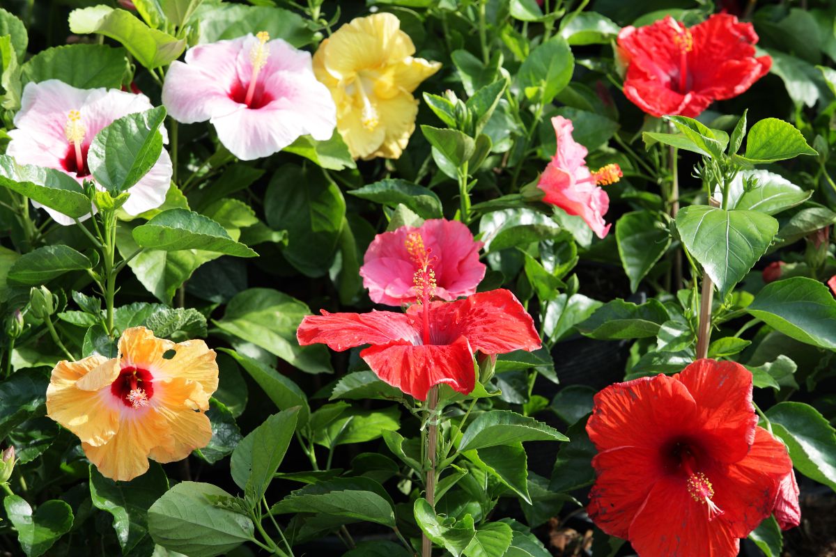 Mixed varieties and colors of hibiscuses