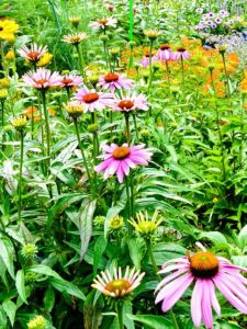 cropped-1-colorful-backyard-pollinator-garden.jpg