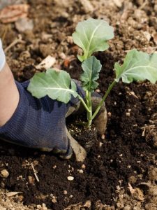Gardener,Planting,Broccoli,Seedlings,In,Freshly,Ploughed,Garden,Beds.,Organic