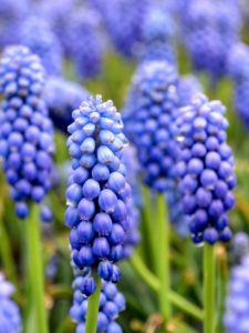 cropped-blooming-grape-hyacinths-close-up.jpg