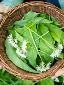 cropped-first-woman-holding-basket-of-hand-picked-wild-garlic.jpg