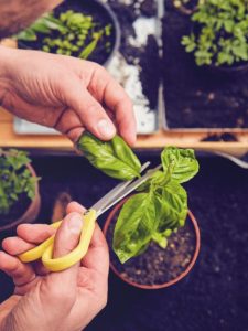 cropped-hands-cutting-basil-plant-with-scissors.jpg