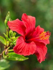Beatiful red blooming hibiscus flower.