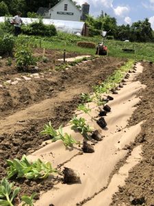 cropped-paper-weed-control-10.jpg