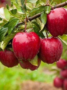 Fresh ripe red apples on a tree branch.