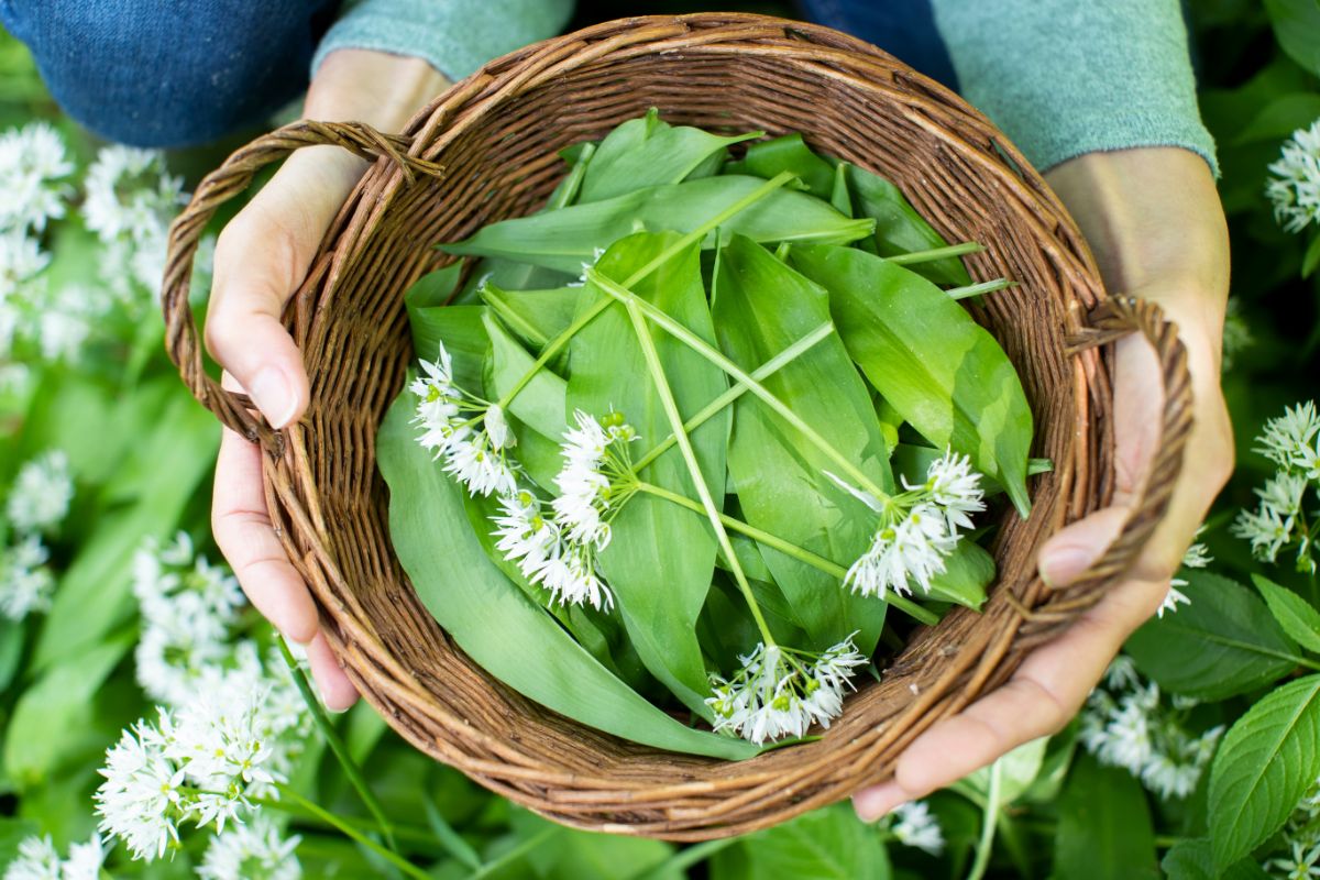 A basket full of foraged wild garlic