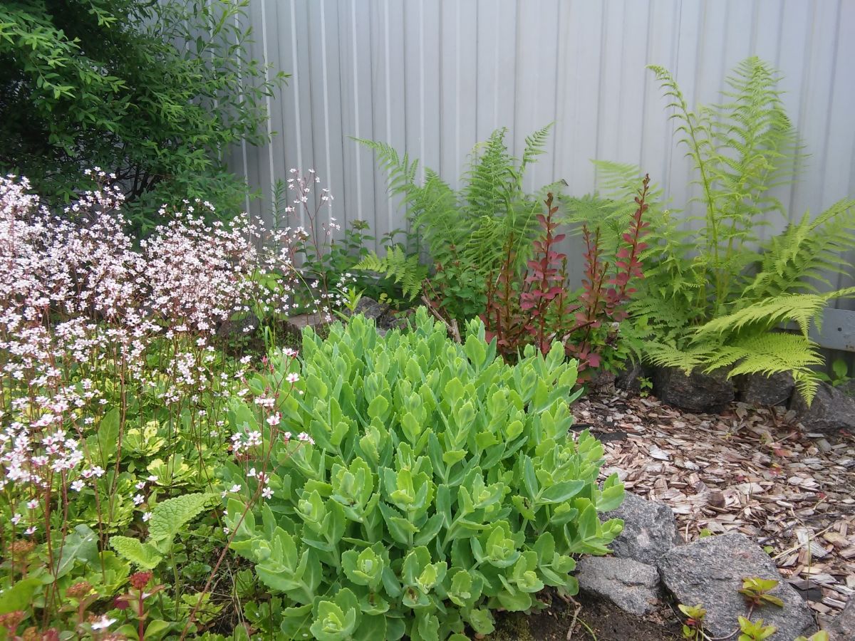 Thriving sedum plant planted on a garden edge