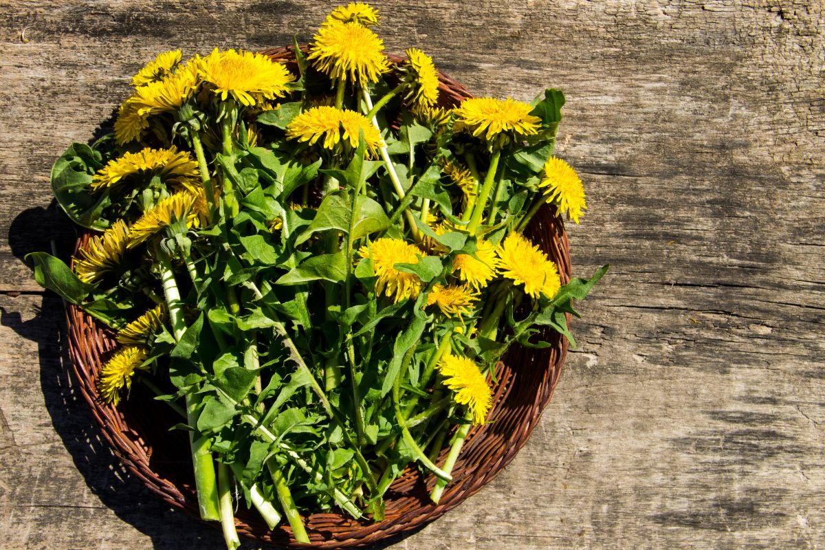 A basket full of foraged dandelion flowers and greens