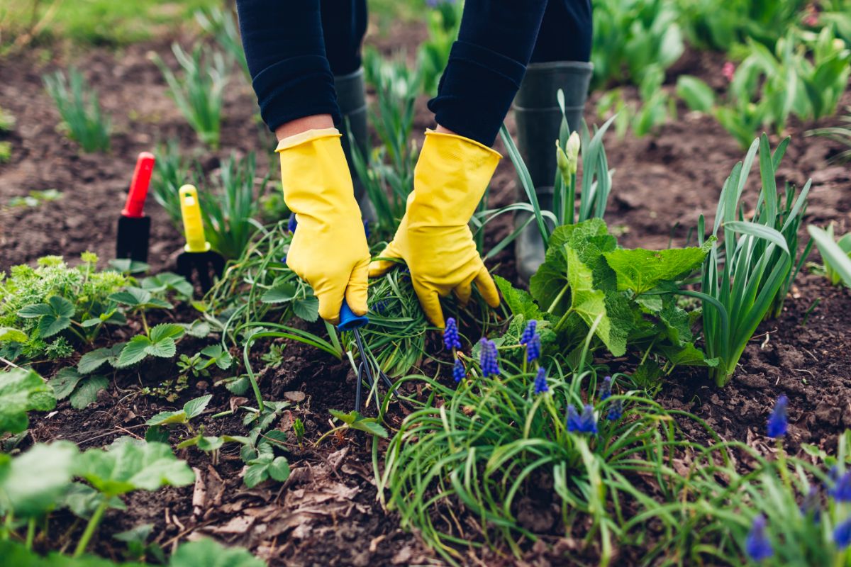 A gardener digging and dividing grape hyacinth plants