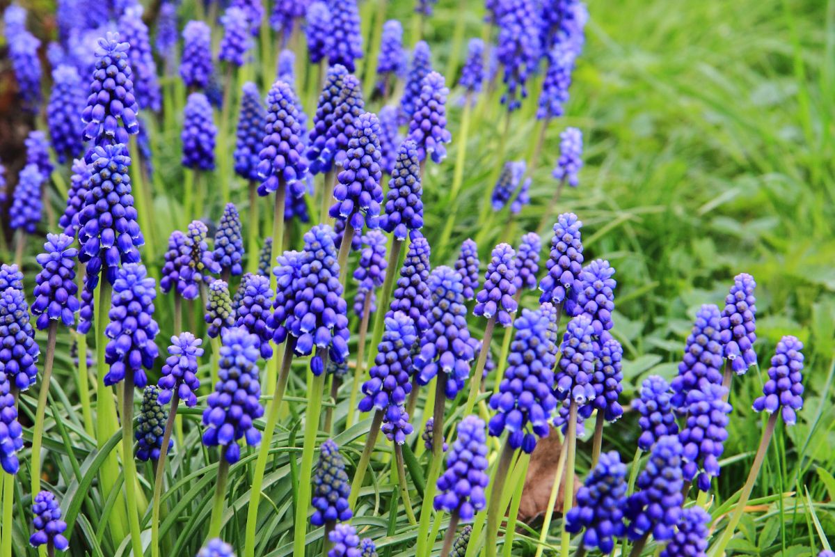 A stand of grape hyacinths in bloom