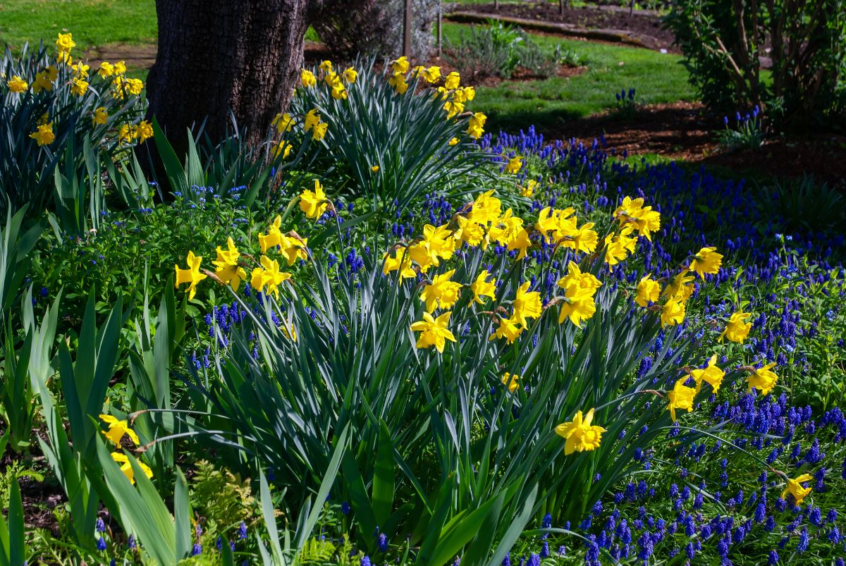 Daffodils and grape hyacinths planted together