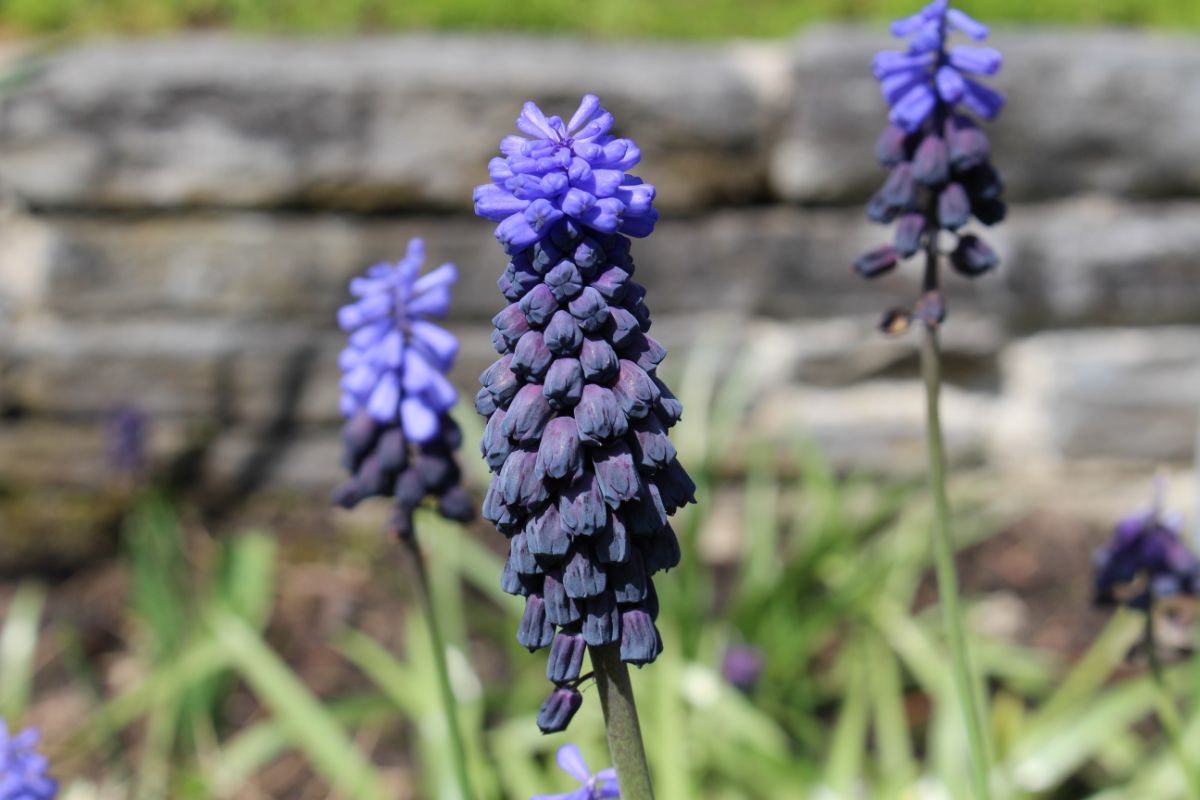 A dying flower spike on grape hyacinth