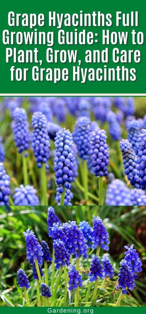 Grape Hyacinths Full Growing Guide: How to Plant, Grow, and Care for Grape Hyacinths pinterest image.