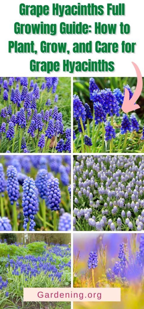 Grape Hyacinths Full Growing Guide: How to Plant, Grow, and Care for Grape Hyacinths pinterest image.