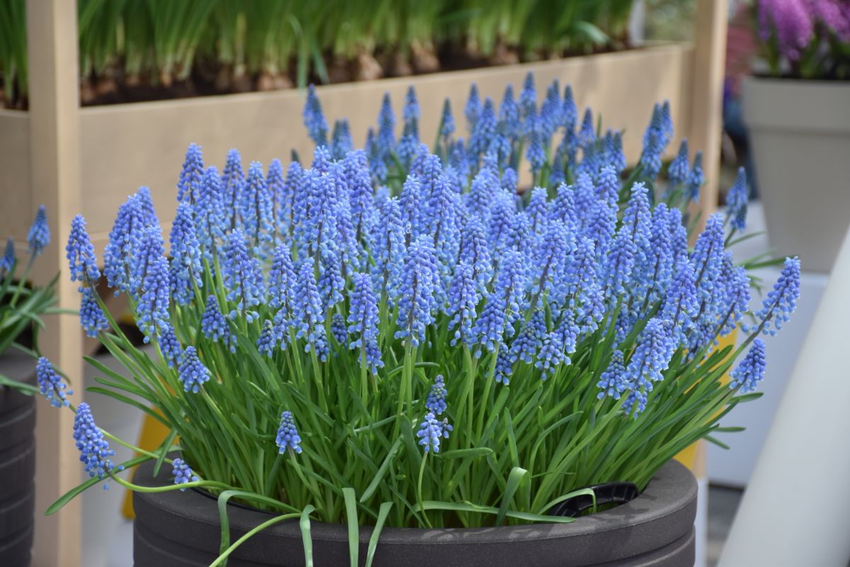 A dense planting of grape hyacinths growing in a container