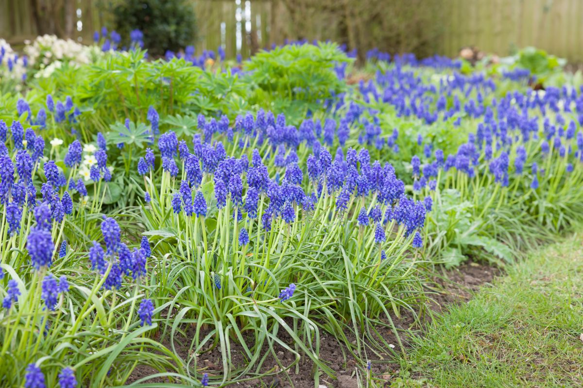 Purple grape hyacinths planted as a garden border