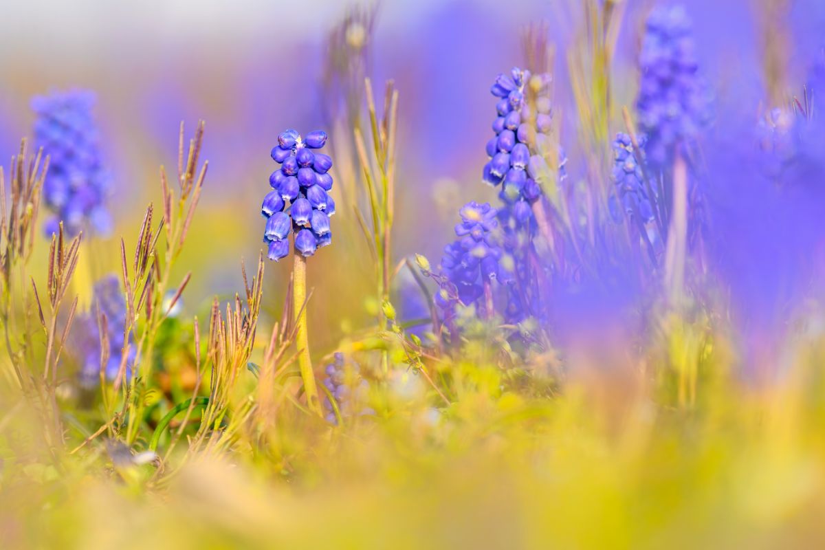 Grape hyacinths with one in focus