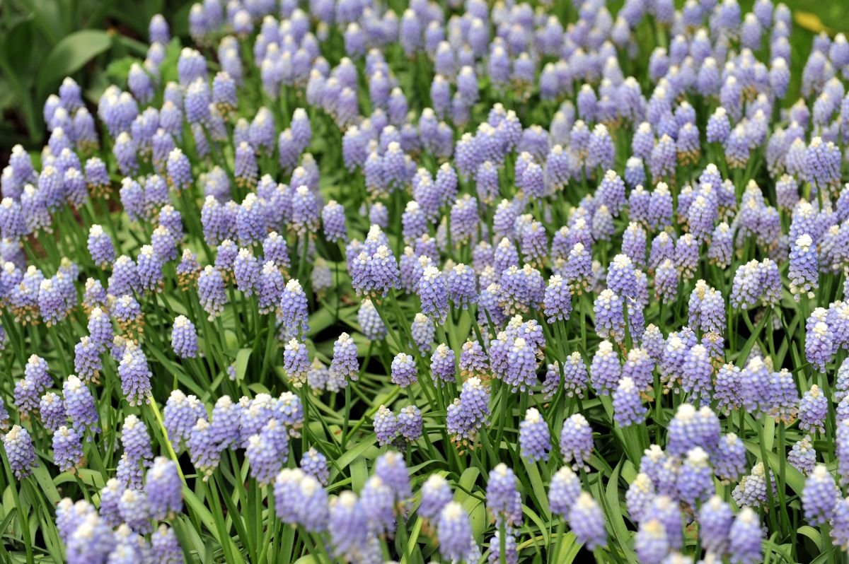 A dense planting of light purple muscari, or grape hyacinth