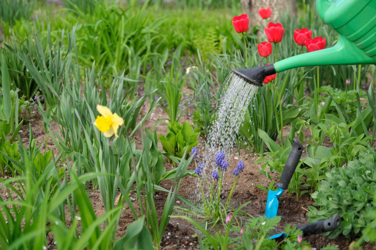 A gardener watering muscari, aka grape hyacinths