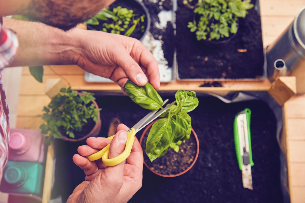 Snipping off basil leaves with scissors