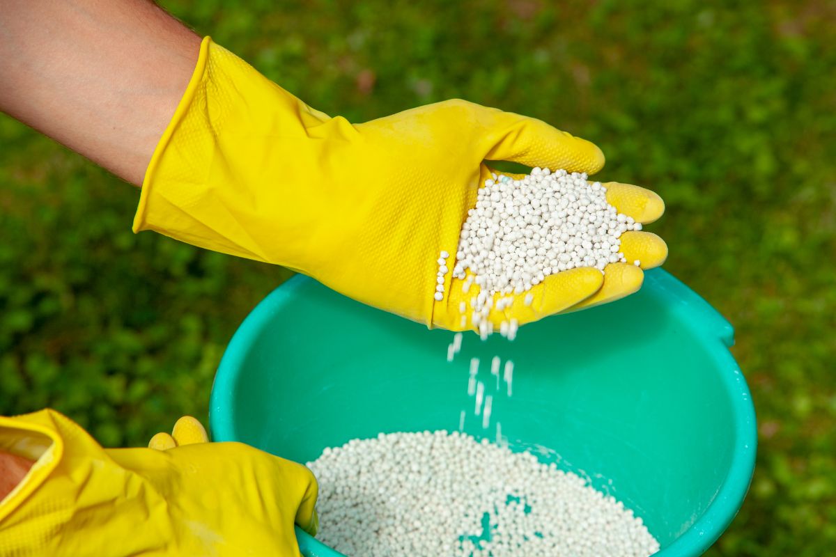 A gloved gardener with a handful of pelleted fertilizer