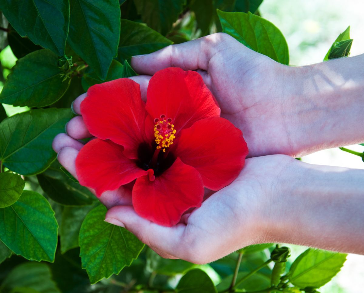 A large, red hibiscus blossom in a woman's hands