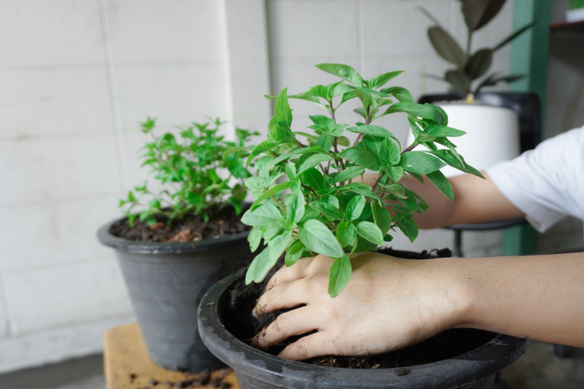 Gardener potting up a plant of sweet basil