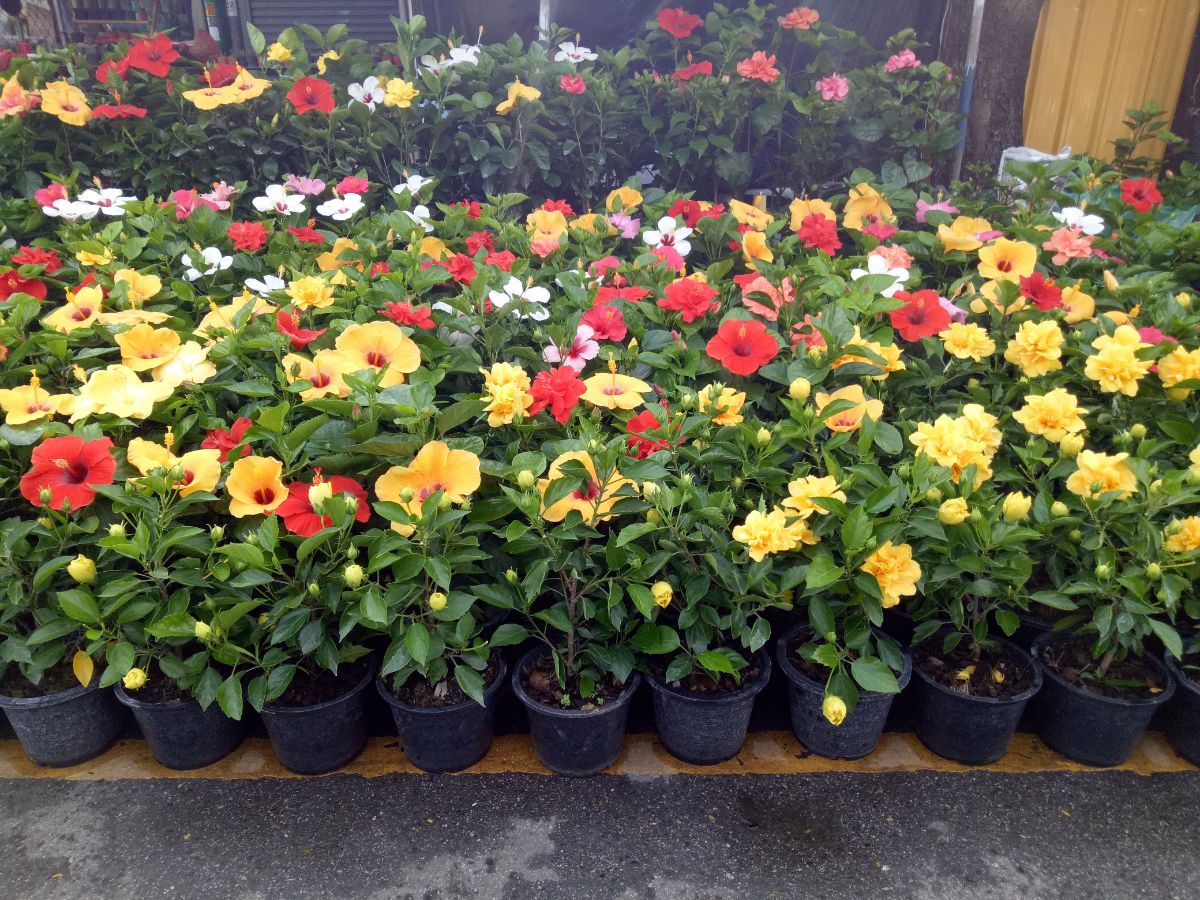 Potted hibiscuses in an array of colors