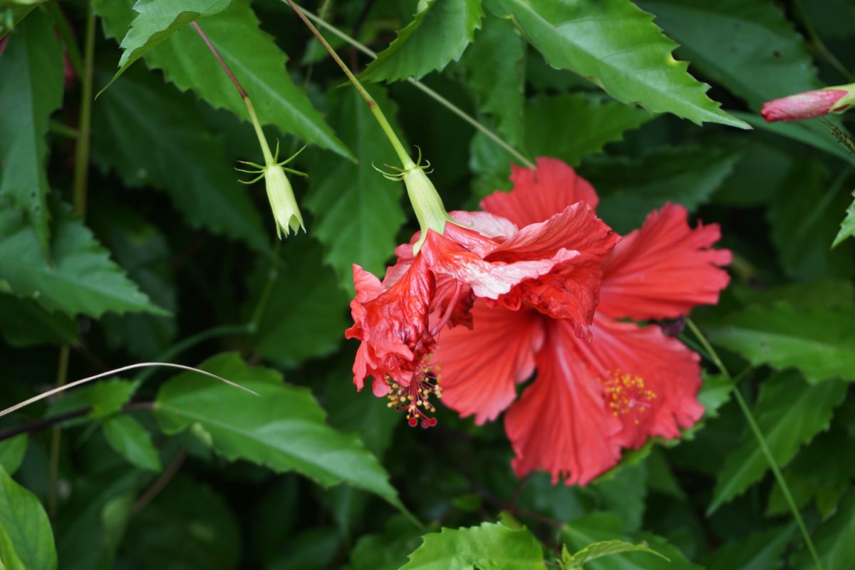 A dying hibiscus bloom ready for deadheading