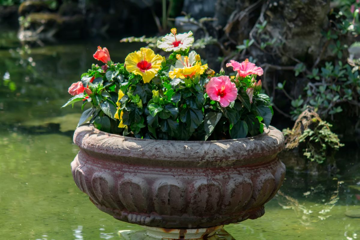 Hibiscus being grown in a container arrangement.