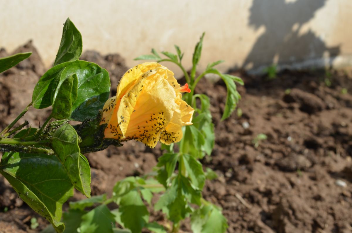 A diseased yellow hibiscus blossom