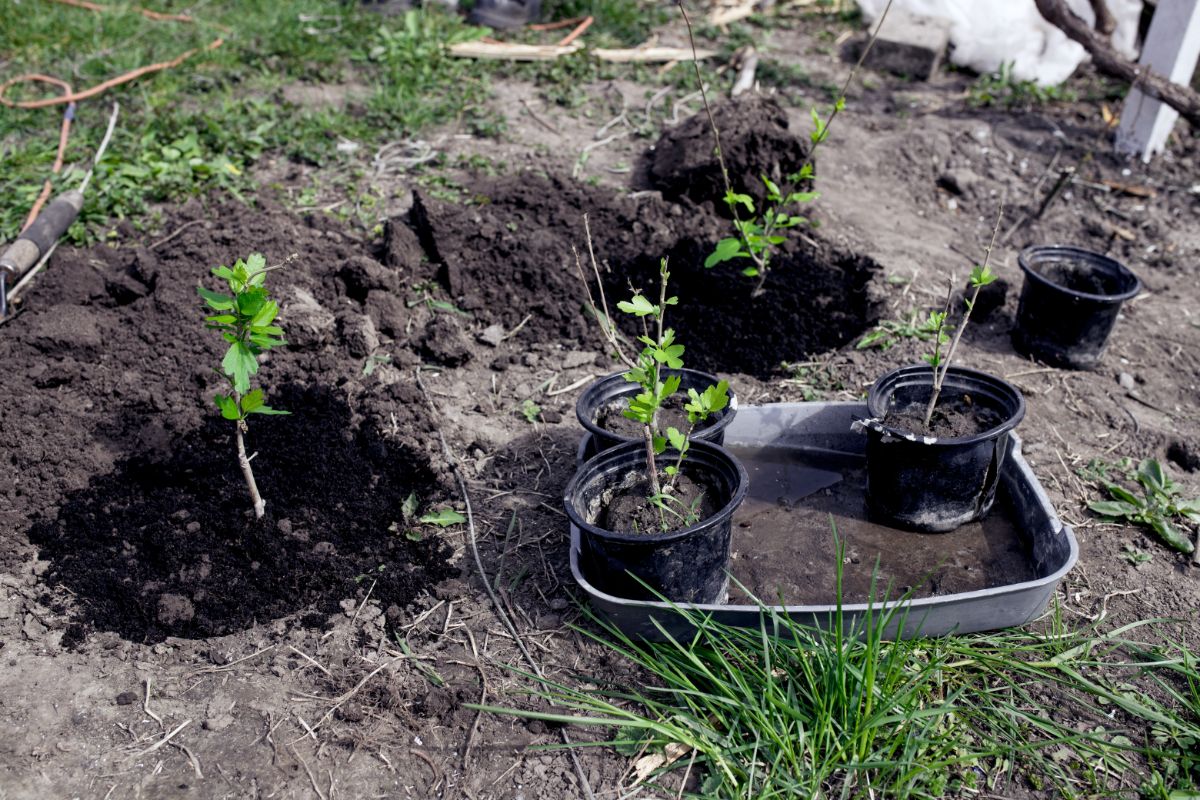 potted hibiscus being planted outside