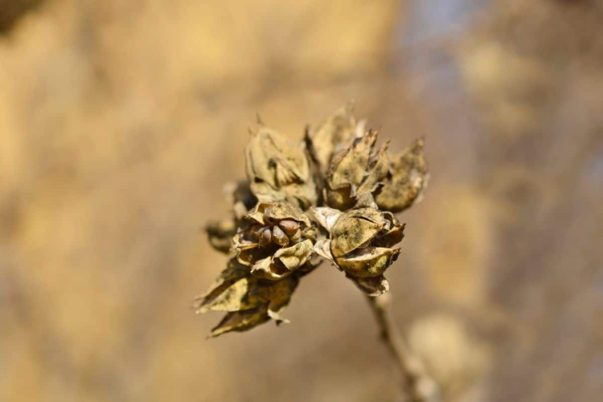 Seed head on a hibiscus plant