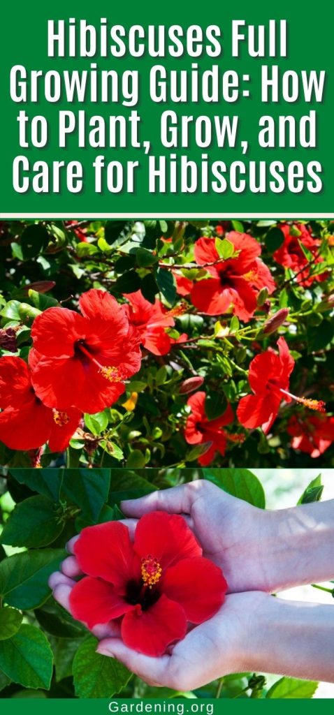 Hibiscuses Full Growing Guide: How to Plant, Grow, and Care for Hibiscuses pinterest image.