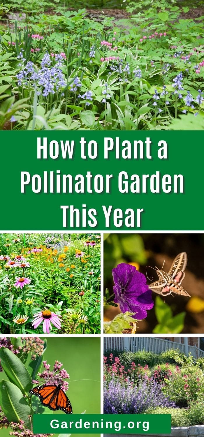 How to Plant a Pollinator Garden (And Why You Should) - Gardening