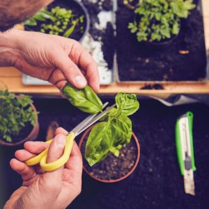 Man with scissors cutting a basil plant in a pot.