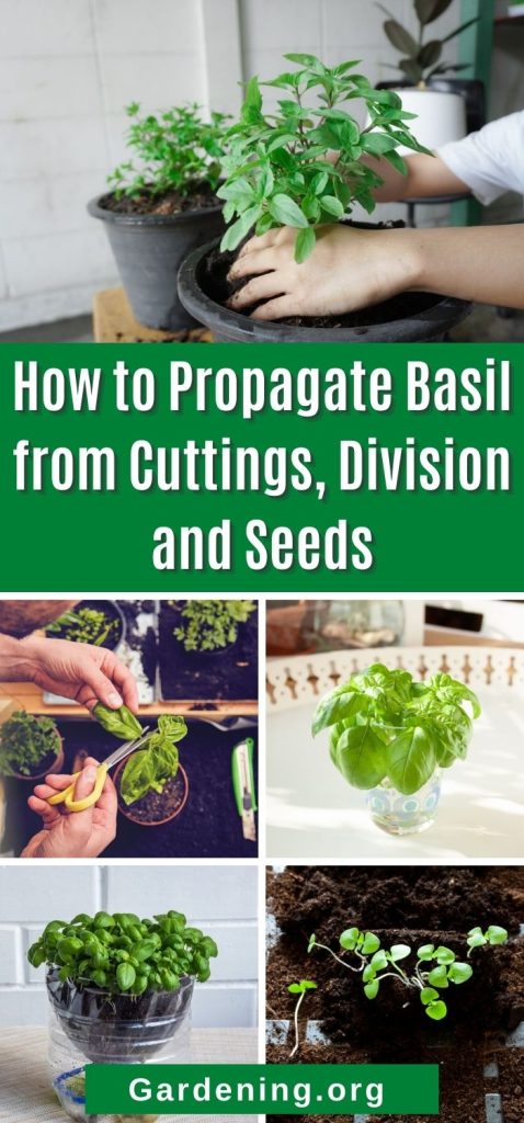 How to Propagate Basil from Cuttings, Division and Seeds pinterest image.