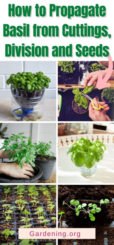 How to Propagate Basil from Cuttings, Division and Seeds pinterest image.