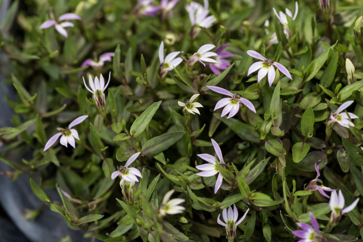 Spent blossoms of lobelia flowers ready to be deadheaded