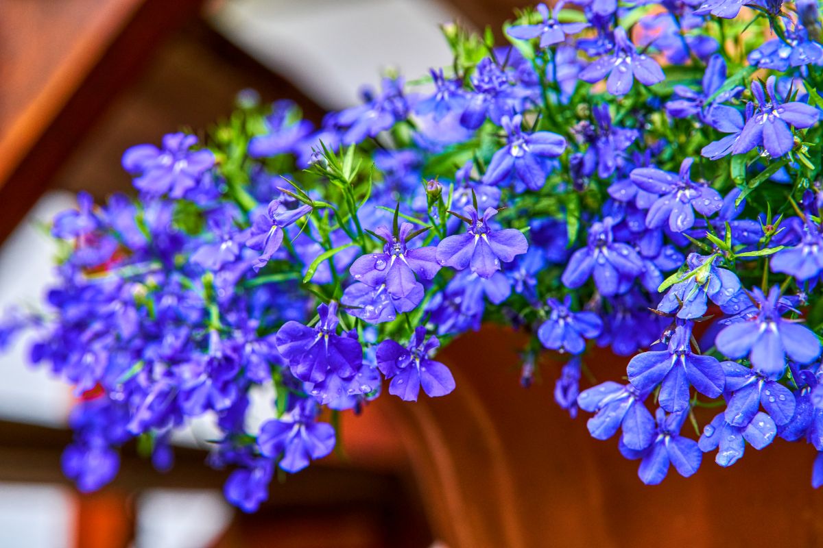 Purple lobelias in full bloom